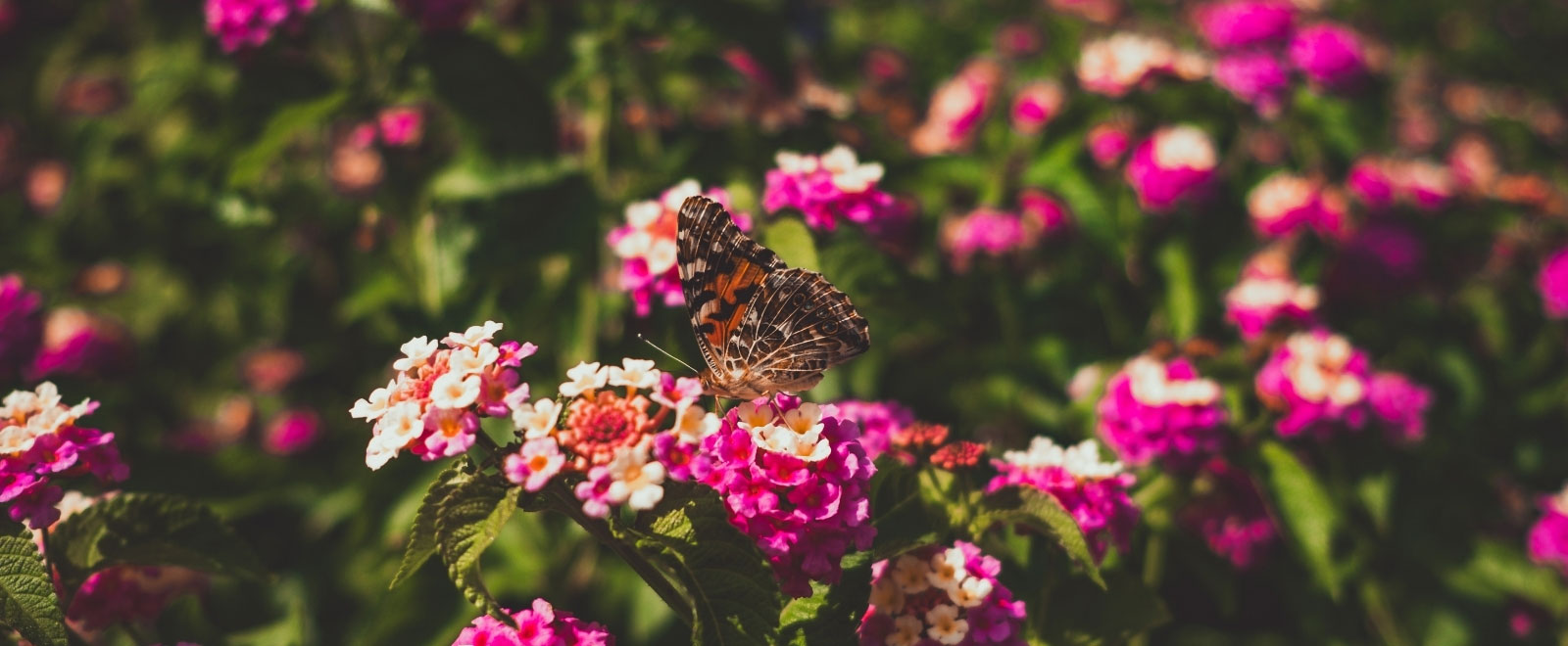 flowers with a butterfly