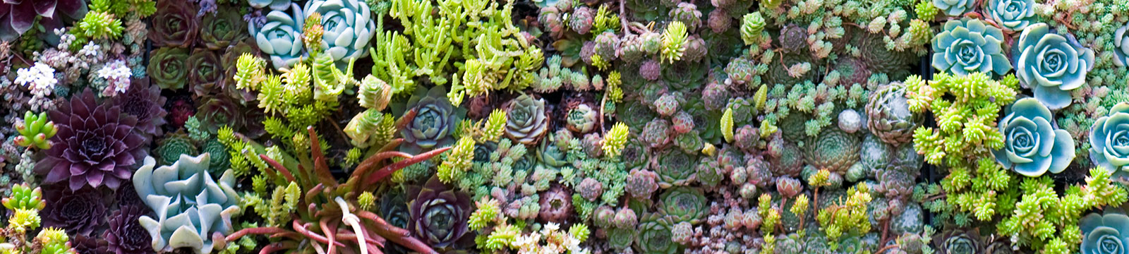 succulents planted in the ground